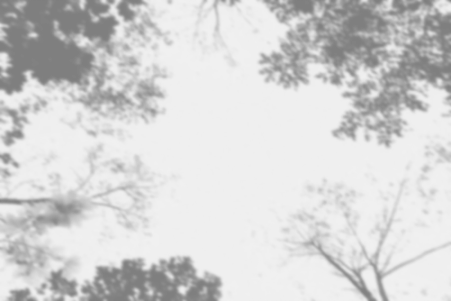 Shadow of trees